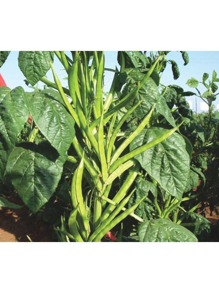     			Jignisha Seeds Hybrid Guar Falli Vegetable ( 50 Seeds )