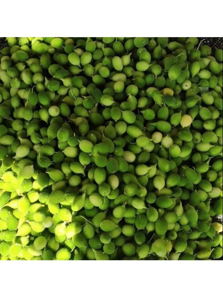     			Jignisha Seeds Hybrid Kankoda Vegetable ( 20 Seeds )