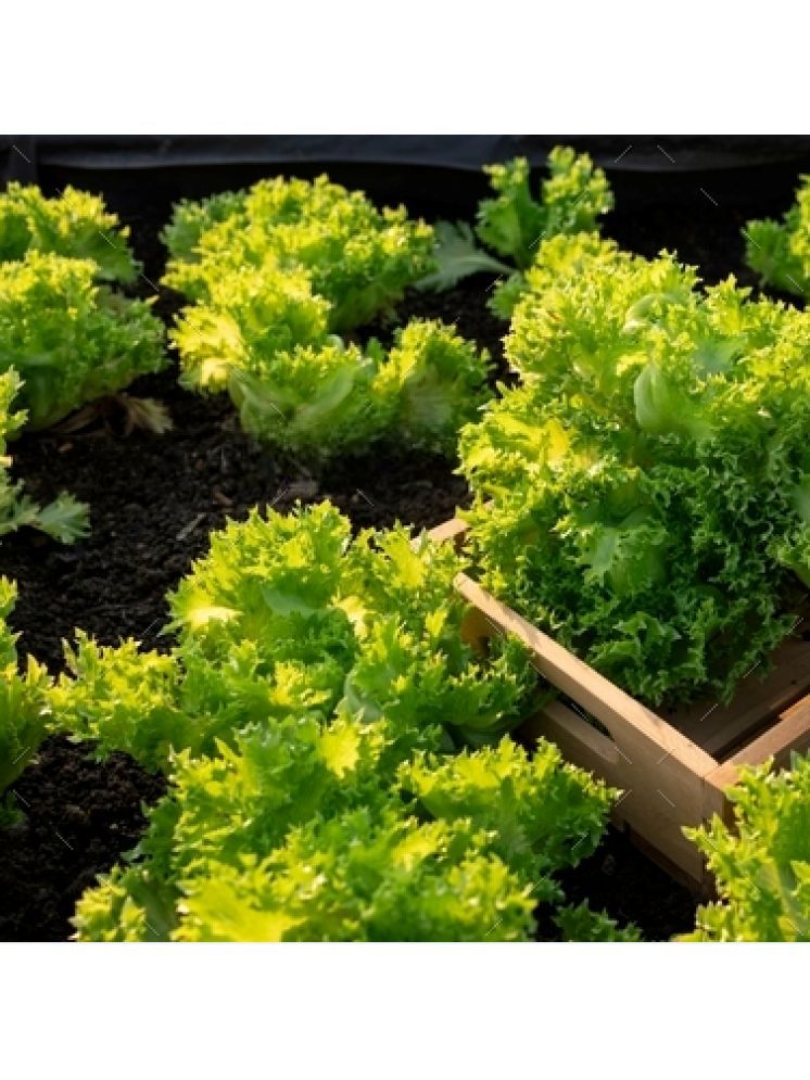     			Jignisha Seeds Organic Green Lettuce Vegetable ( 100 Seeds )