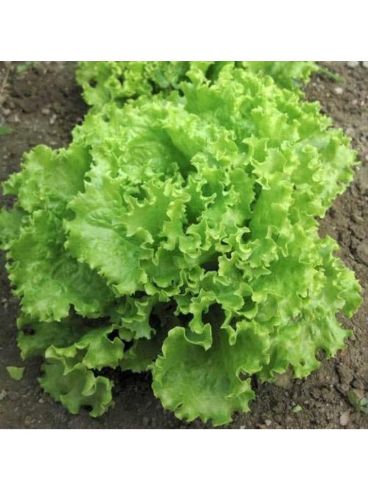     			Jignisha Seeds Organic Green Lettuce Vegetable ( 100 Seeds )