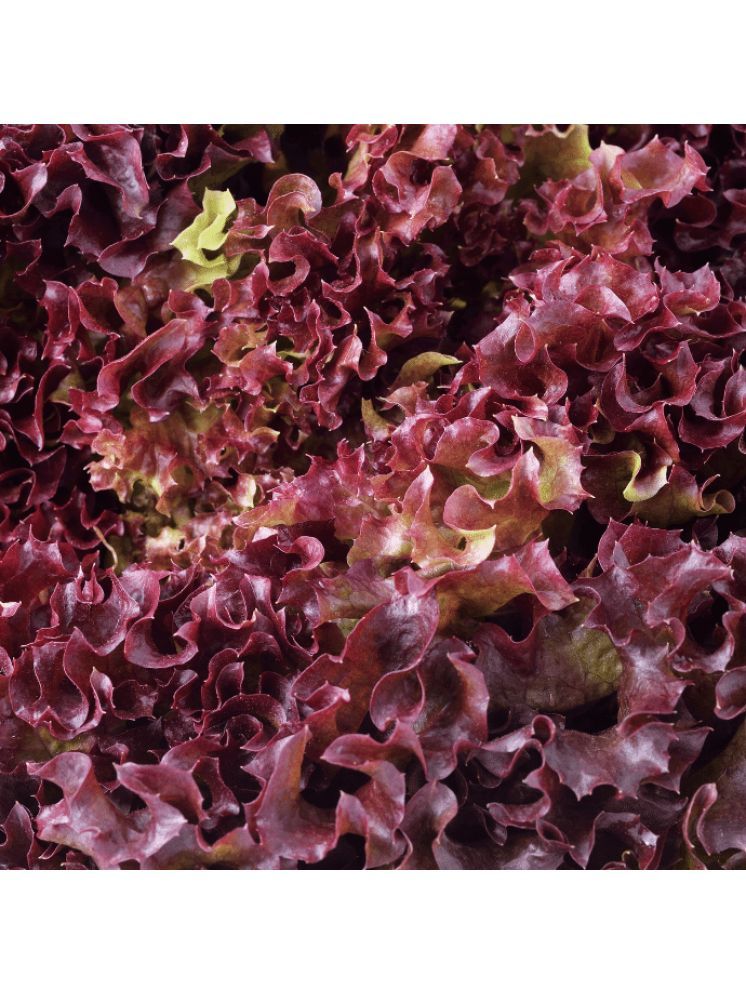     			Jignisha Seeds Organic Red Lettuce Vegetable ( 50 Seeds )