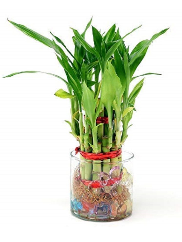     			Green plant indoor Indoor Bamboo Plant ( Pack of 1 )