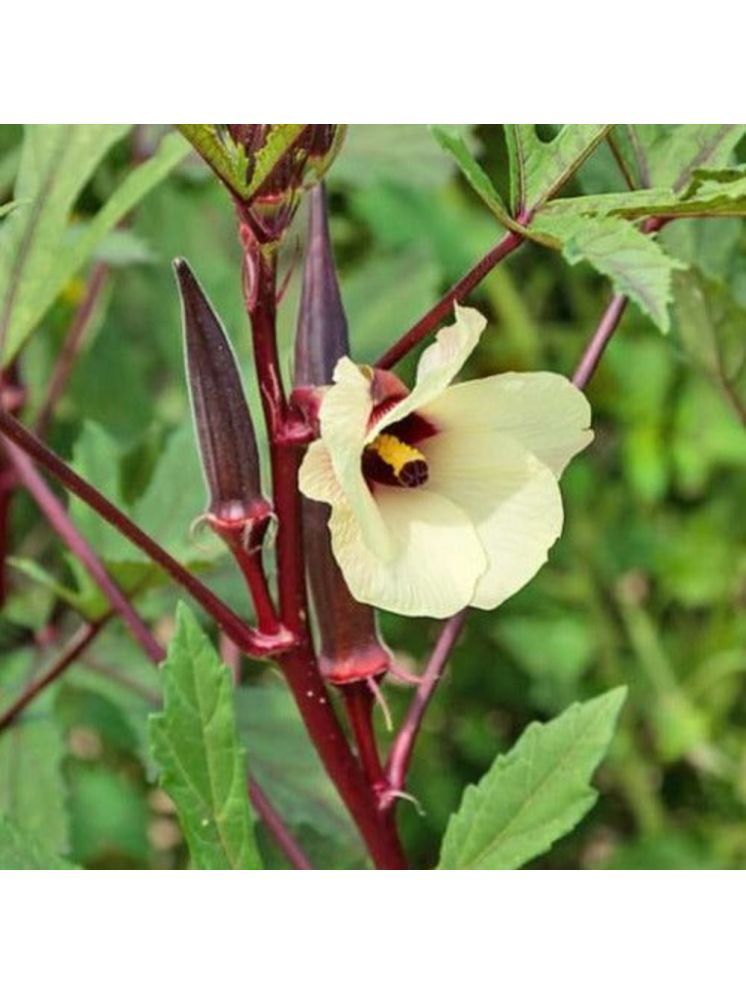     			Jignisha Seeds Hybrid Red Bhindi Vegetable ( 15 Seeds )