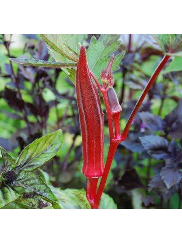     			Jignisha Seeds Hybrid Red Lady Finger Vegetable ( 15 Seeds )