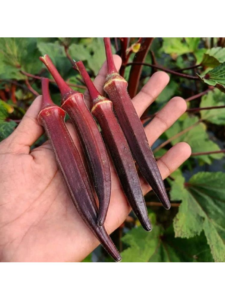     			Jignisha Seeds Red Okra Vegetable ( 15 Seeds )