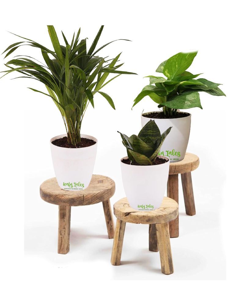     			Leafy Tales Indoor Indoor Plant ( Pack of 3 )