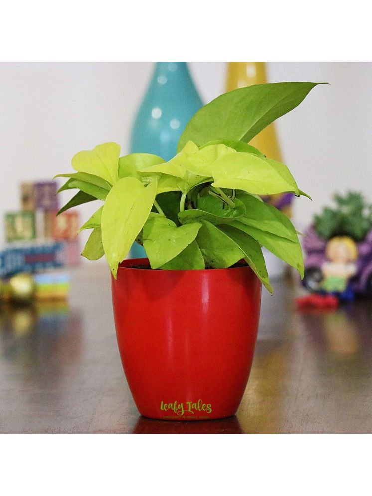     			Leafy Tales Indoor Indoor Plant ( Pack of 1 )