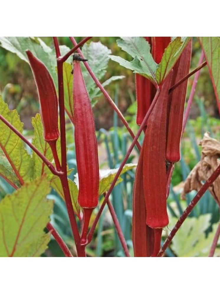     			Jignisha Seeds Hybrid Red Okra Vegetable ( 15 Seeds )