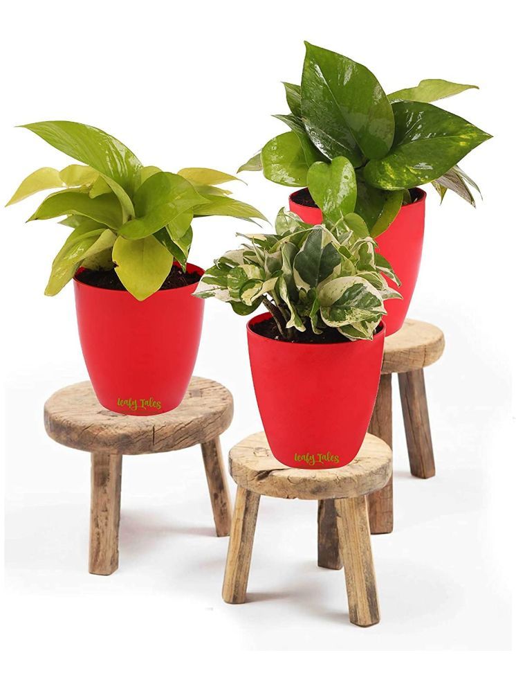     			Leafy Tales Indoor Indoor Plant ( Pack of 3 )