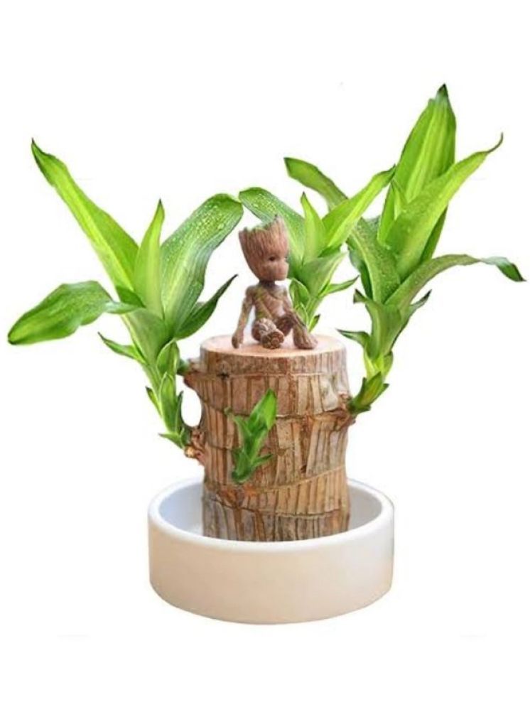     			homeagro Brazilian Lucky Bamboo Plant Lucky Good Luck Plant, Brazil Wood Plant For Home