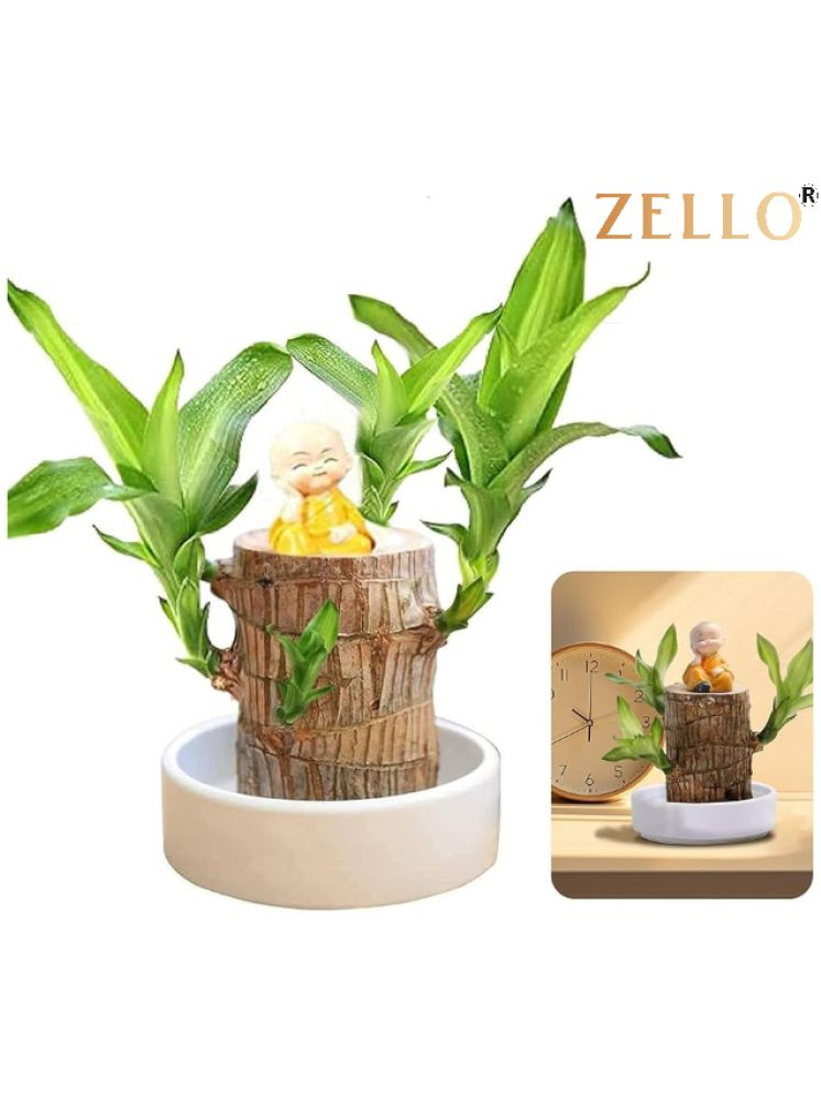     			homeagro Brazilian Lucky Bamboo Plant Lucky Good Luck Plant, Brazil Wood Plant For Home