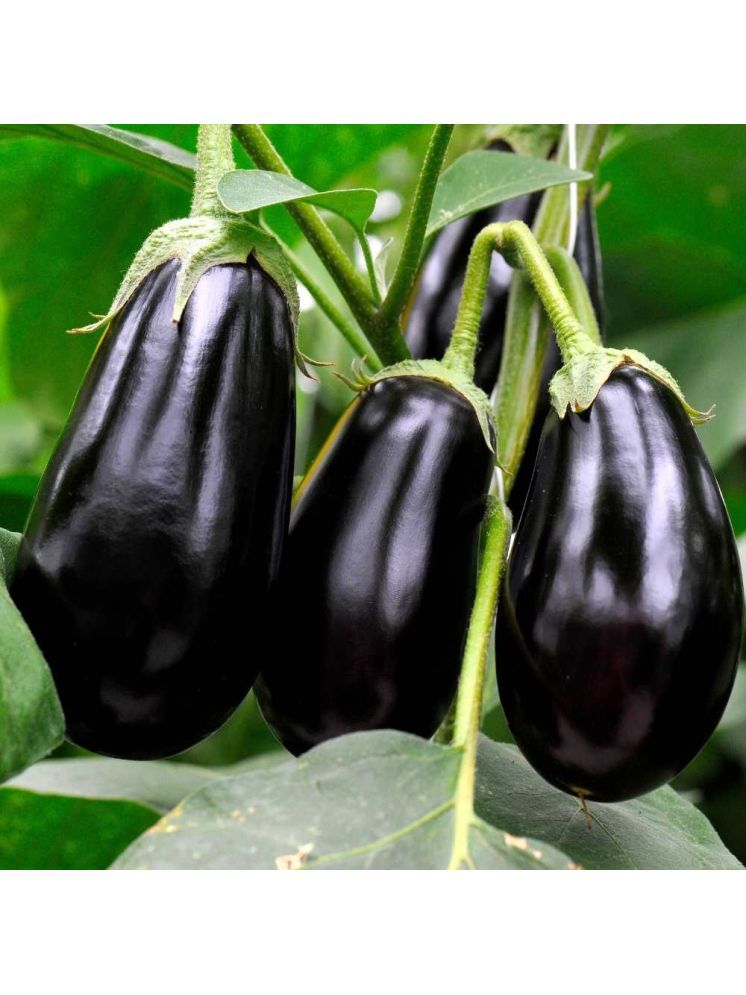     			Jignisha Seeds Black Brinjal Vegetable ( 50 Seeds )