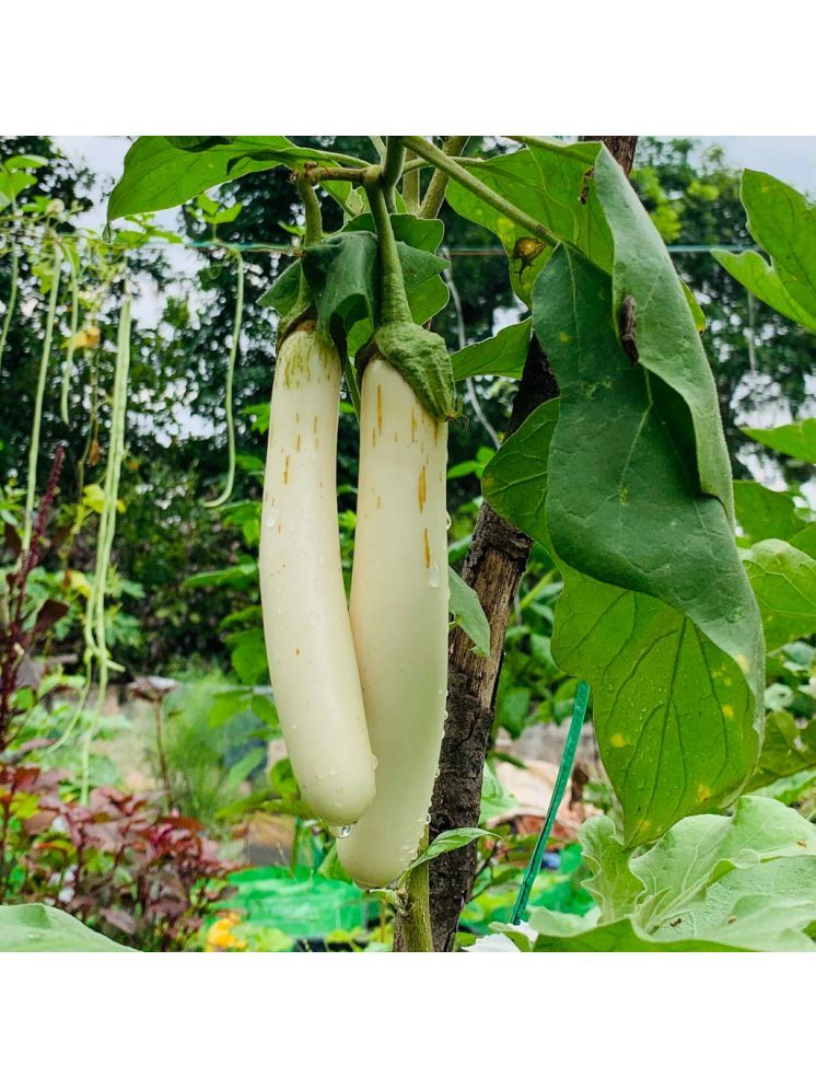     			Jignisha Seeds Hybrid Brinjal Vegetable ( 50 Seeds )