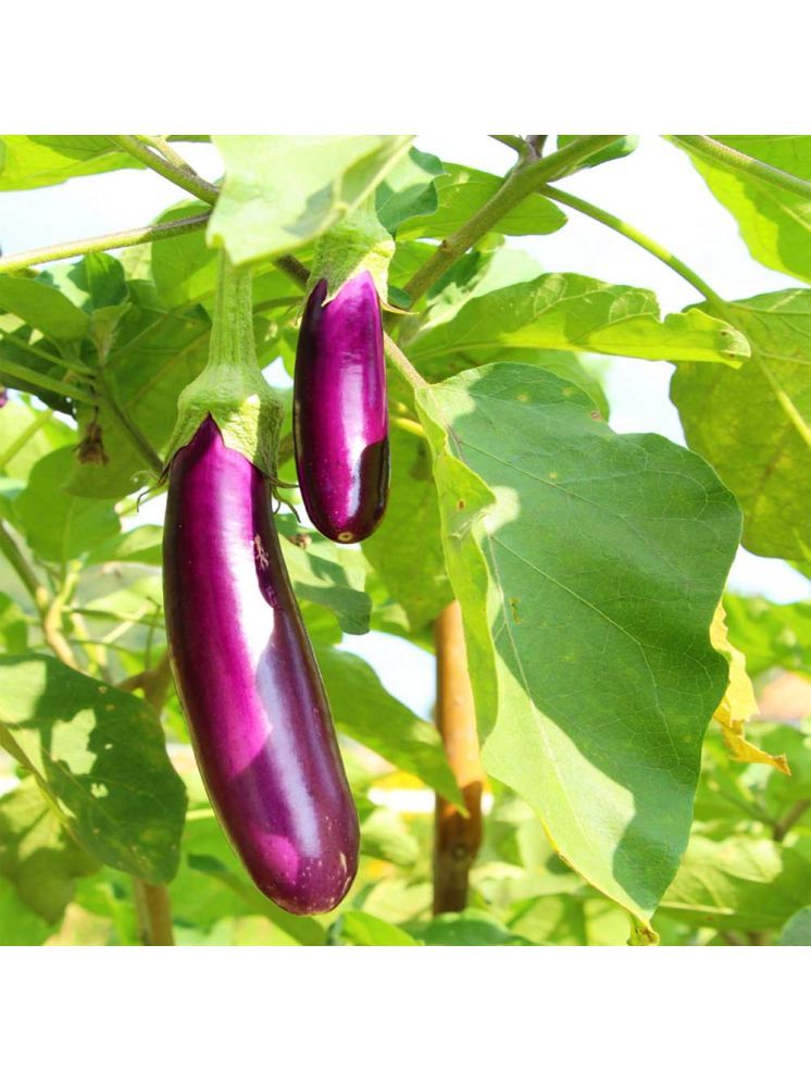     			Jignisha Seeds Organic Brinjal Vegetable ( 50 Seeds )