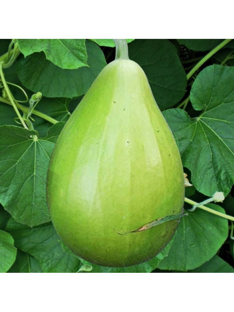     			Jignisha Seeds Hybrid Doodhi Vegetable ( 20 Seeds )