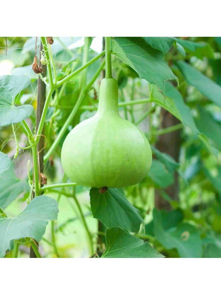     			Jignisha Seeds Organic Bottle Gourd Vegetable ( 15 Seeds )