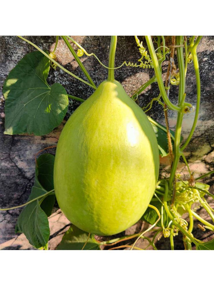     			Jignisha Seeds Round Bottle Gourd Vegetable ( 20 Seeds )