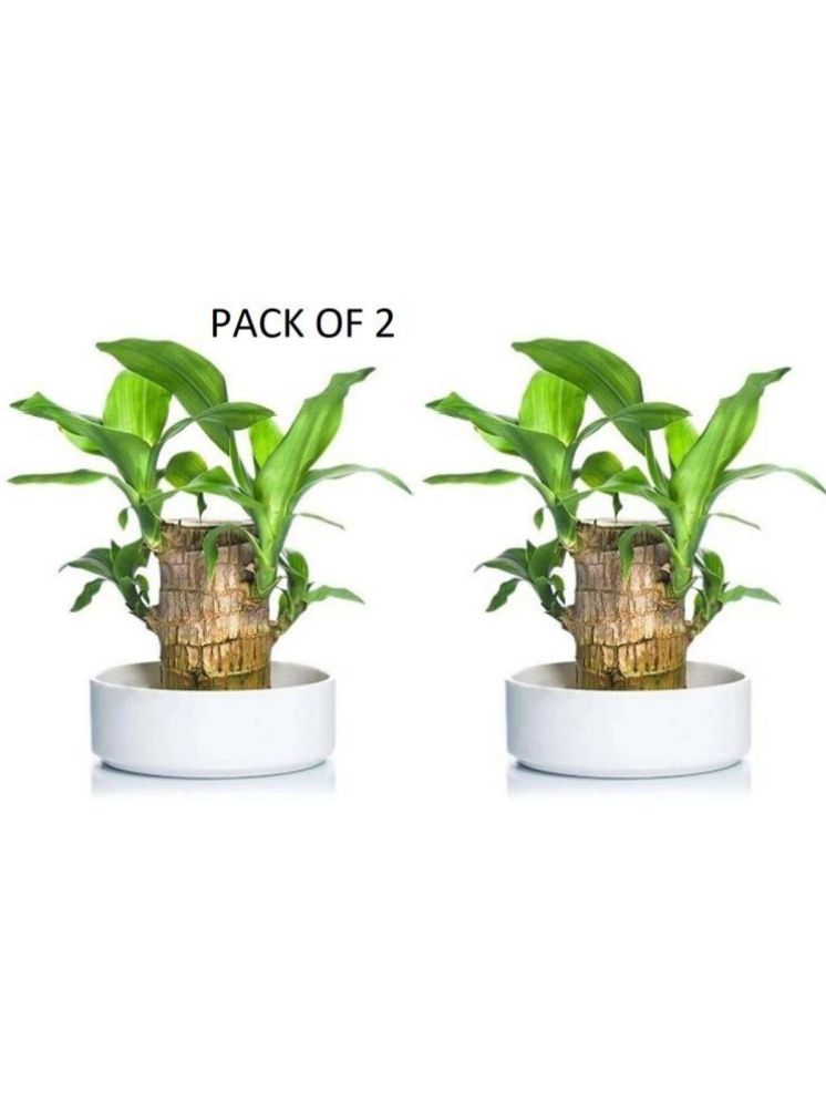     			DHSMART Indoor Three Layer Lucky Bamboo Plant Plant ( Pack of 2 )