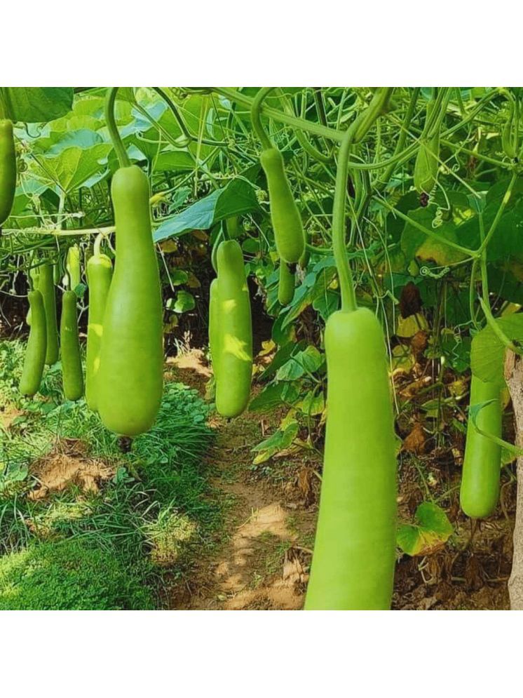     			Jignisha Seeds Organic Lauki Vegetable ( 15 Seeds )