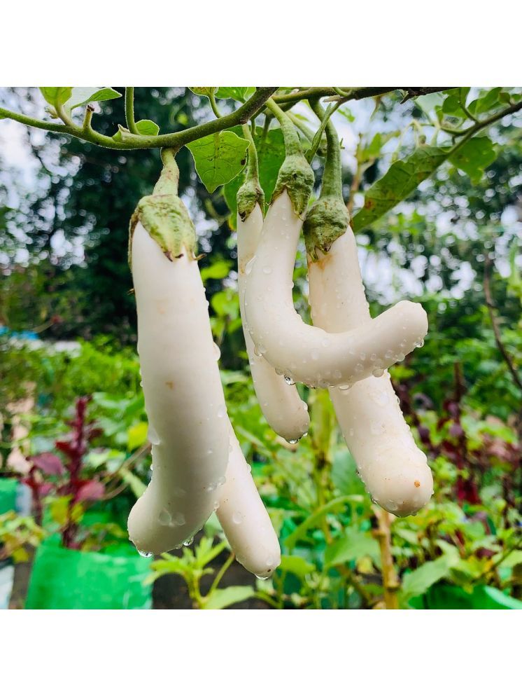     			Jignisha Seeds Eggplant Vegetable ( 50 Seeds )