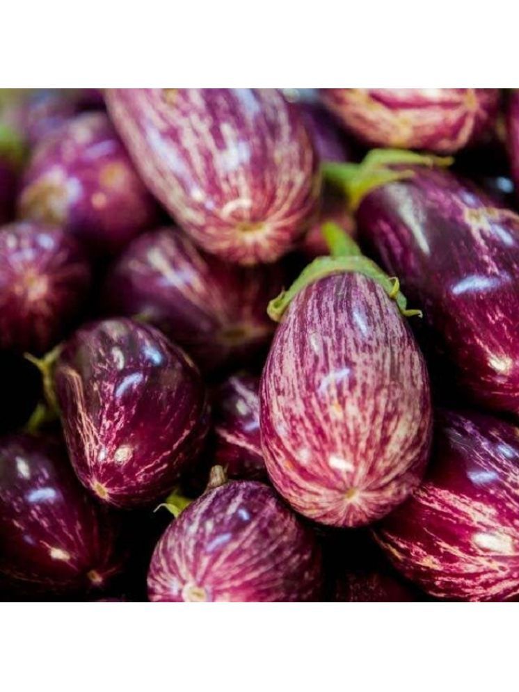     			Jignisha Seeds Eggplant Vegetable ( 50 Seeds )