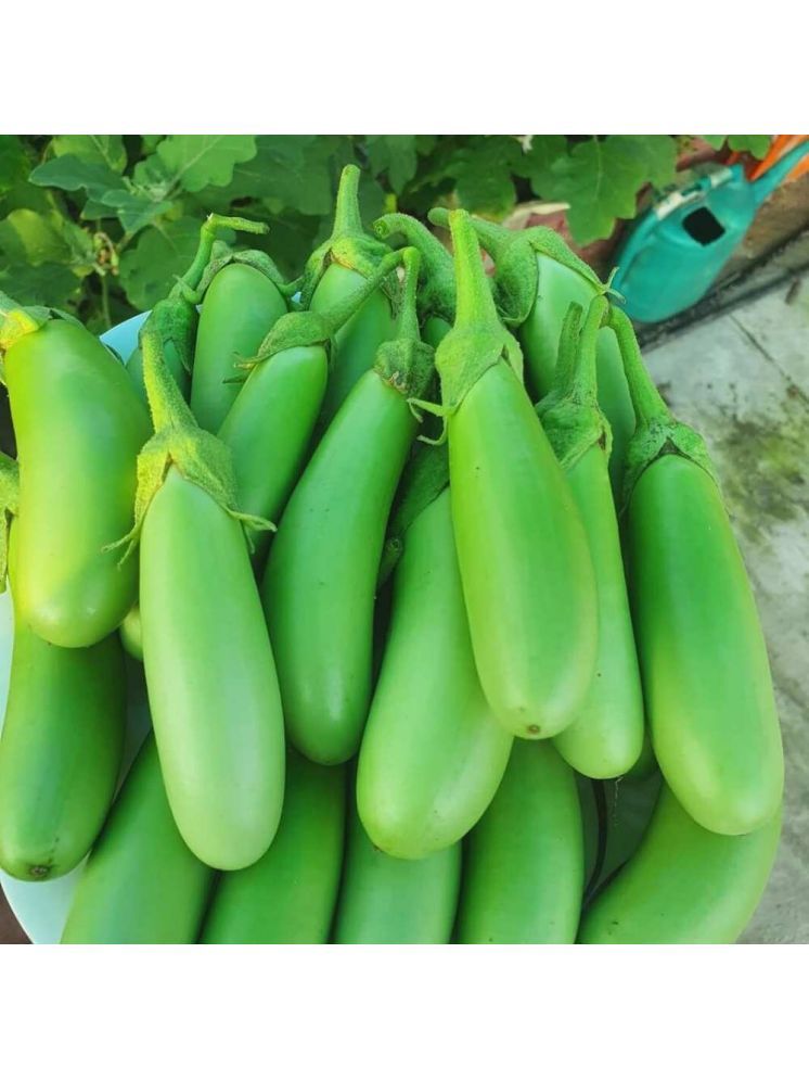     			Jignisha Seeds Hybrid Eggplant Vegetable ( 50 Seeds )