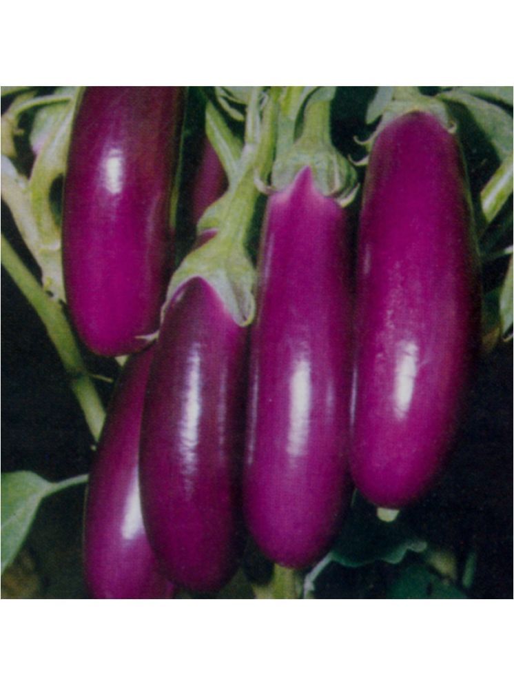     			Jignisha Seeds Hybrid Eggplant Vegetable ( 50 Seeds )