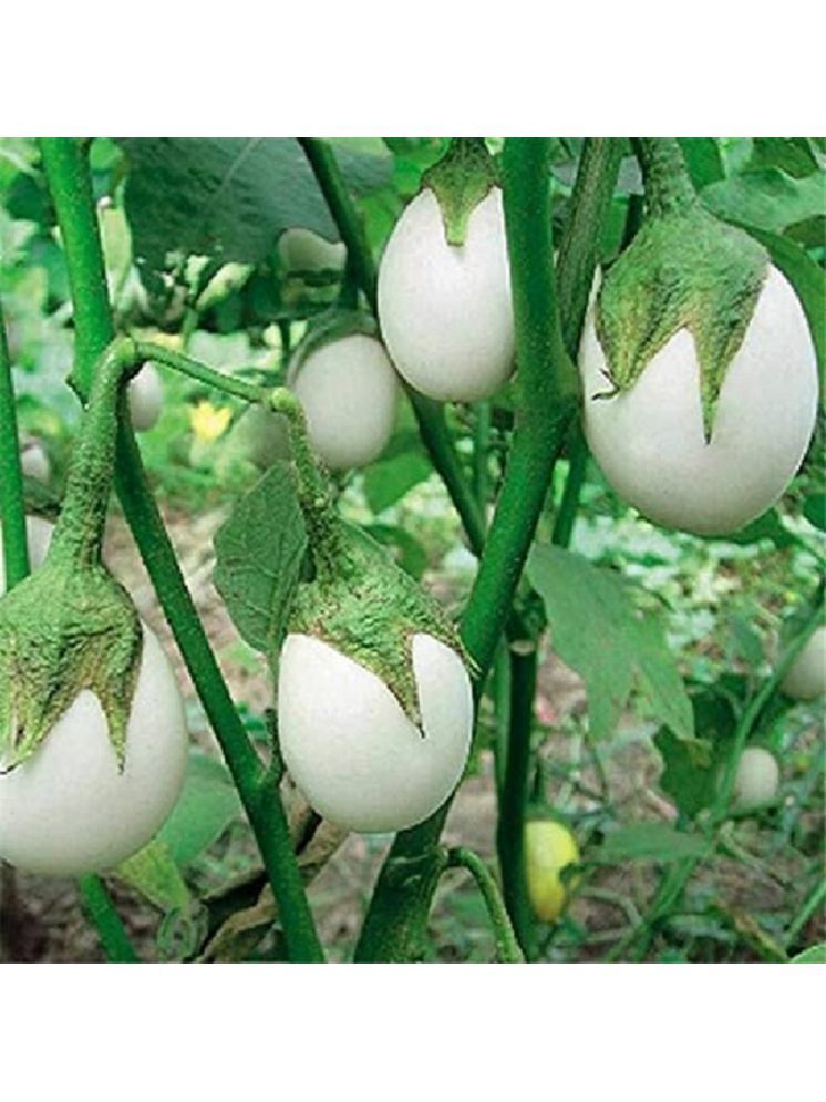     			Jignisha Seeds Hybrid Eggplant Vegetable ( 50 Seeds )