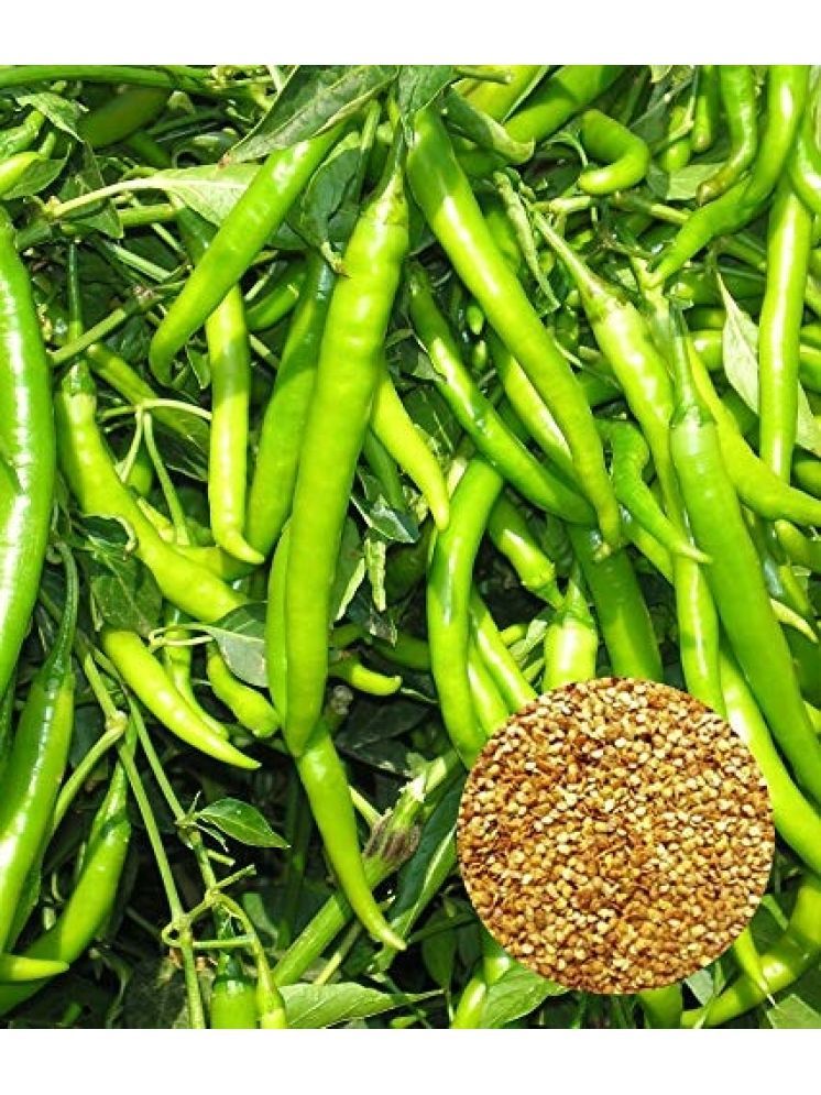     			Jignisha Seeds Green Chilli Vegetable ( 50 Seeds )