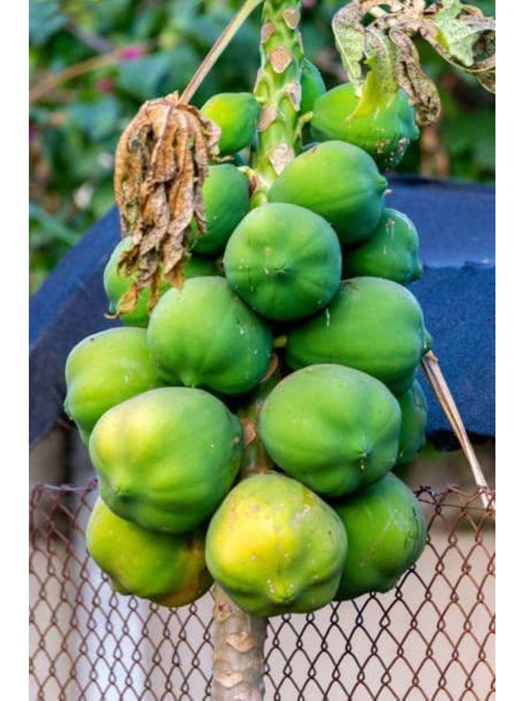     			Jignisha Seeds Papaya Fruit ( 50 Seeds )