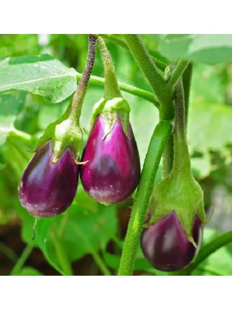     			Jignisha Seeds Hybrid Eggplant Vegetable ( 50 Seeds )