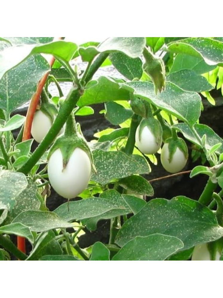     			Jignisha Seeds Aubergine Vegetable ( 50 Seeds )