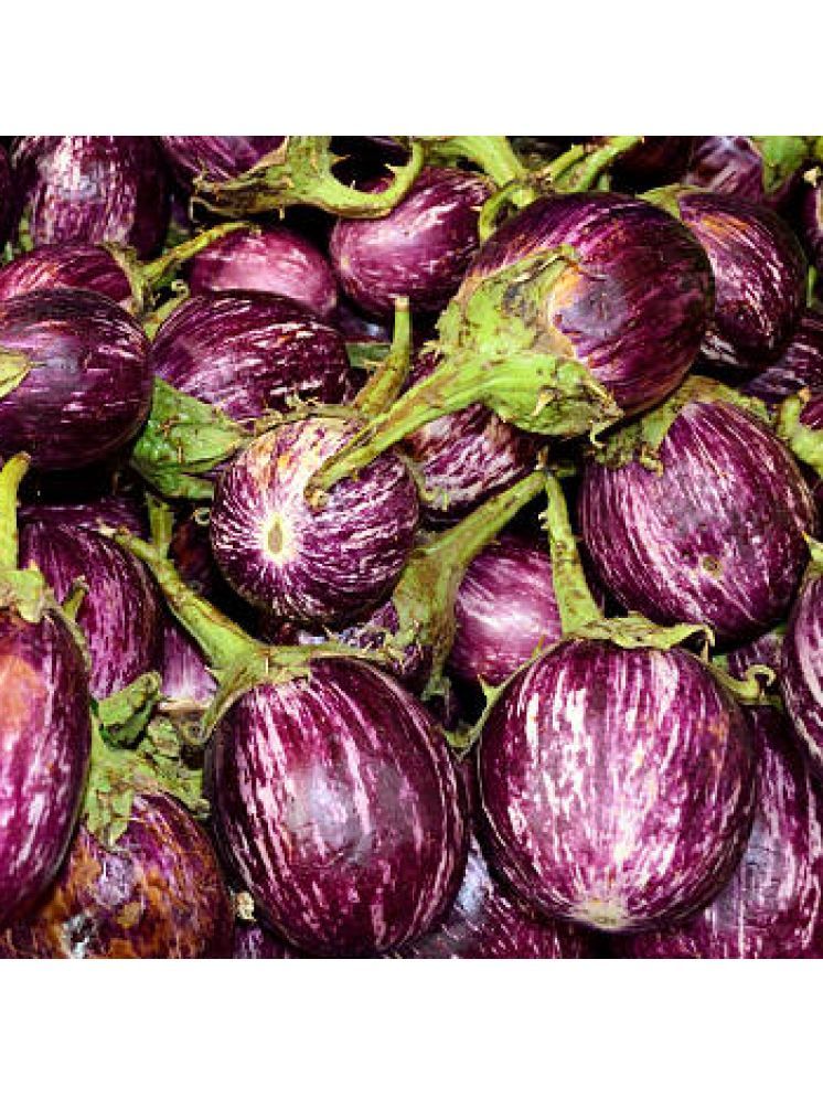     			Jignisha Seeds Hybrid Aubergine Vegetable ( 50 Seeds )