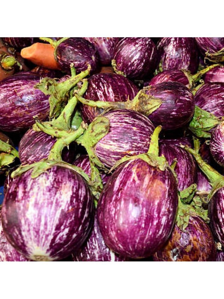     			Jignisha Seeds Kateri Brinjal Vegetable ( 50 Seeds )