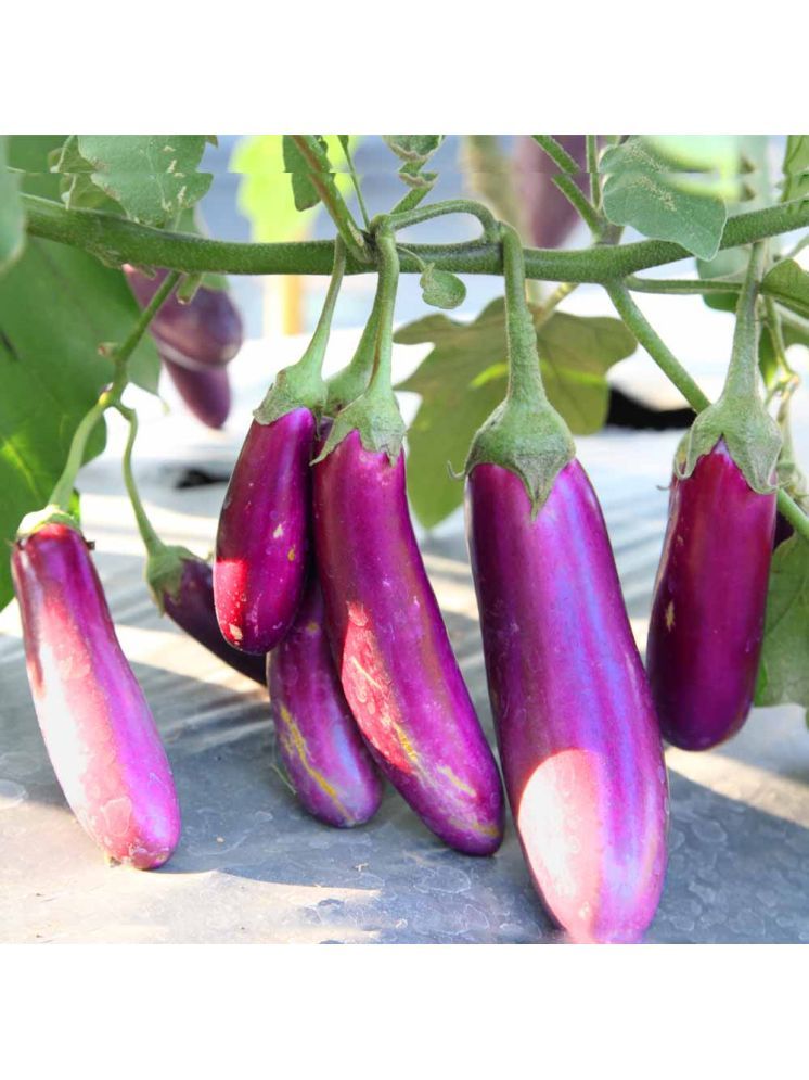     			Jignisha Seeds Organic Aubergine Vegetable ( 50 Seeds )