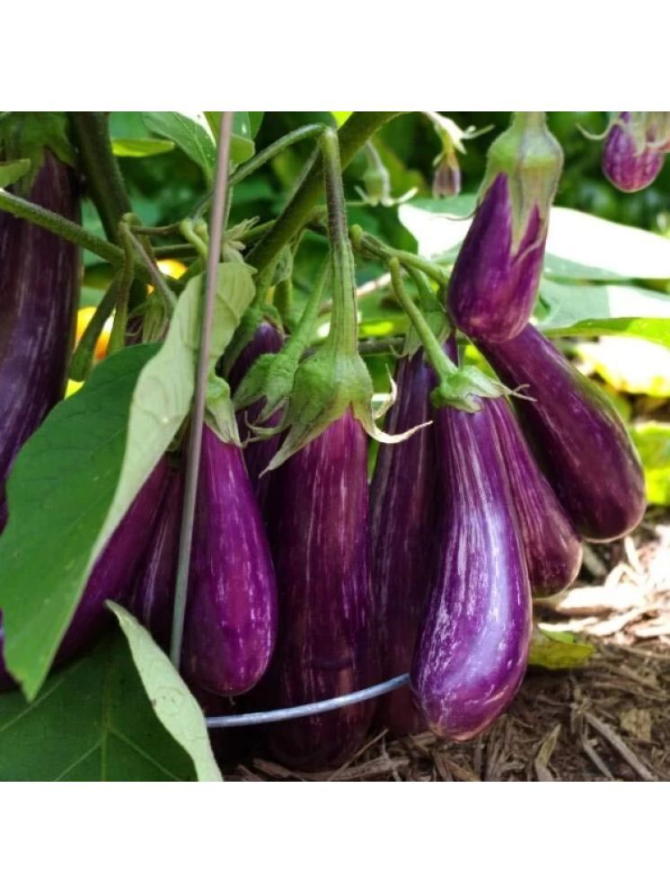     			Jignisha Seeds Organic Aubergine Vegetable ( 50 Seeds )