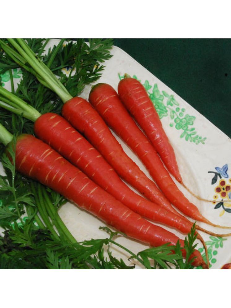     			Jignisha Seeds Carrot Vegetable ( 50 Seeds )