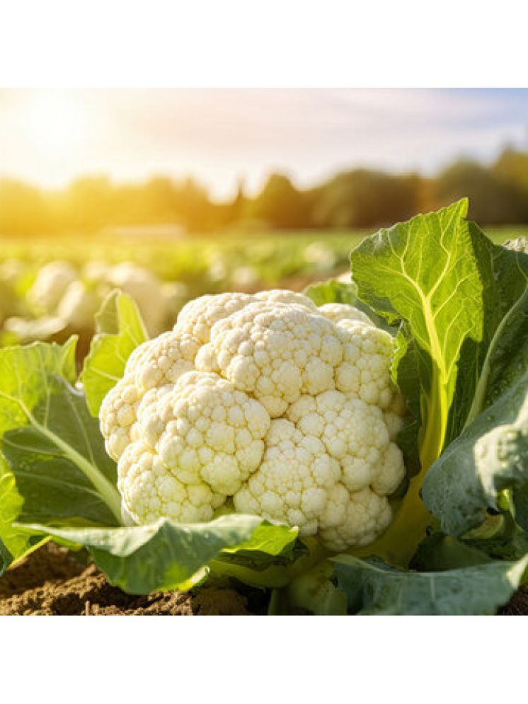     			Jignisha Seeds Cauliflower Vegetable ( 100 Seeds )