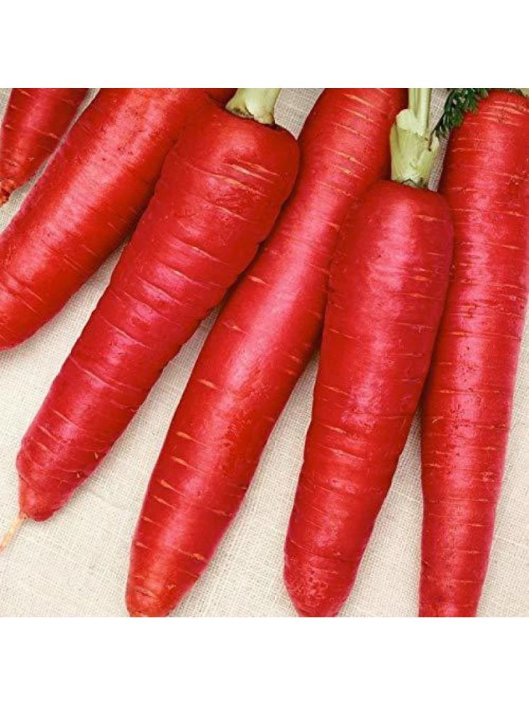     			Jignisha Seeds Hybrid Carrot Vegetable ( 50 Seeds )