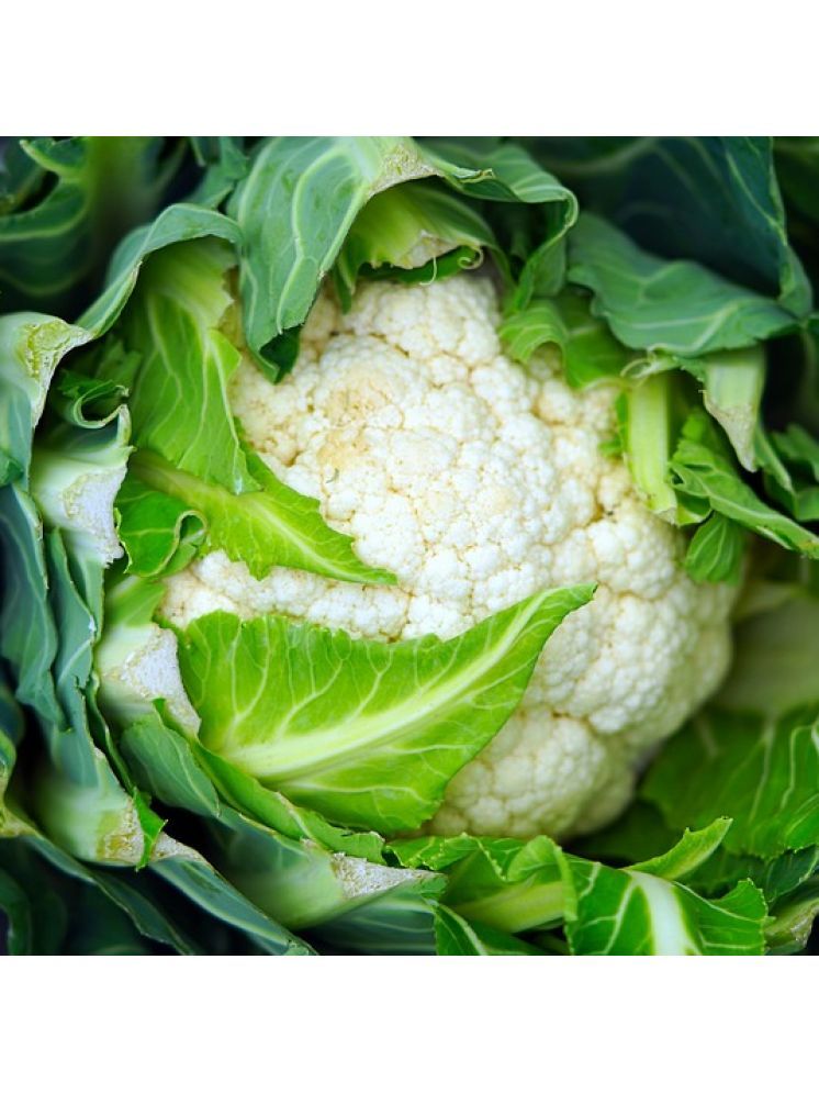     			Jignisha Seeds Hybrid Cauliflower Vegetable ( 50 Seeds )