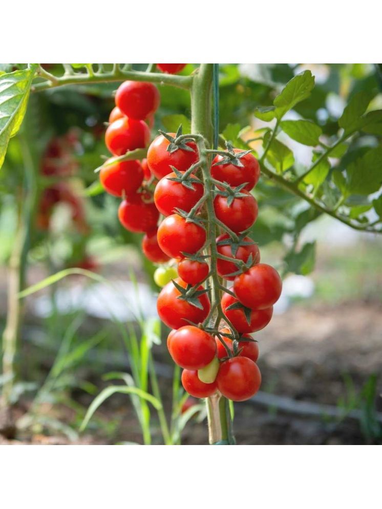     			Jignisha Seeds Hybrid Red Cherry Tomato Vegetable ( 50 Seeds )