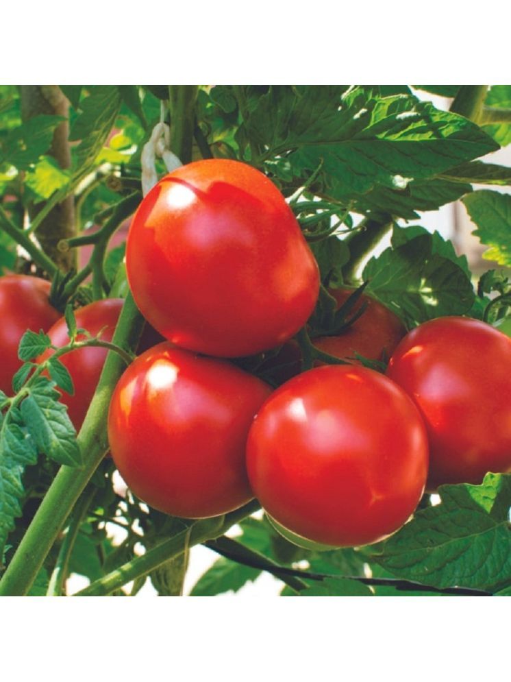     			Jignisha Seeds Hybrid Tomato Vegetable ( 50 Seeds )