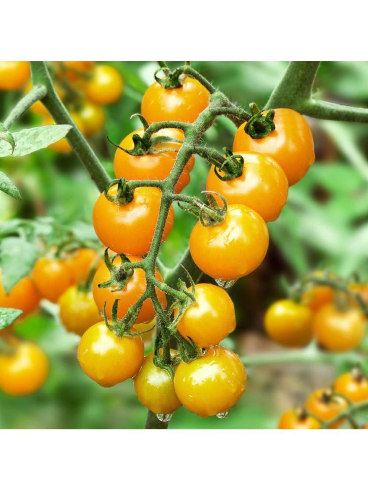     			Jignisha Seeds Hybrid Tomato Vegetable ( 50 Seeds )