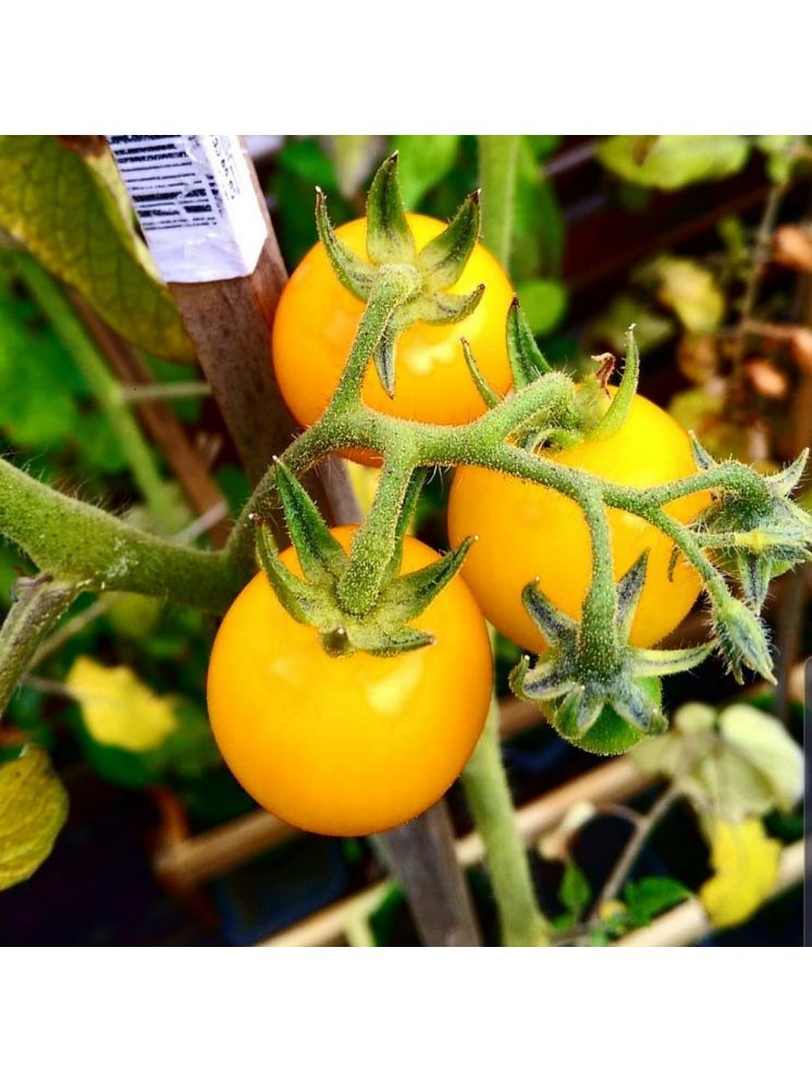     			Jignisha Seeds Hybrid Tomato Vegetable ( 50 Seeds )