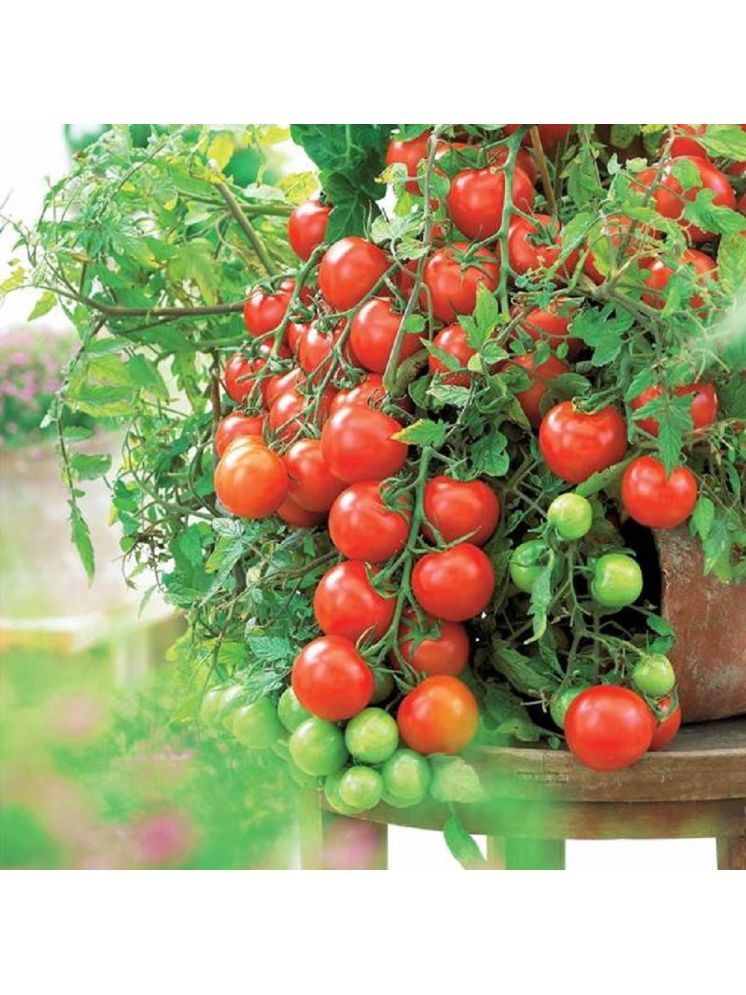     			Jignisha Seeds Hybrid Tomato Vegetable ( 50 Seeds )