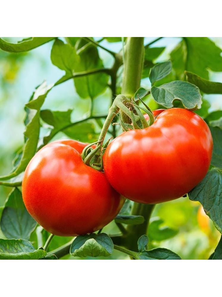     			Jignisha Seeds Hybrid Tomato Vegetable ( 250 Seeds )