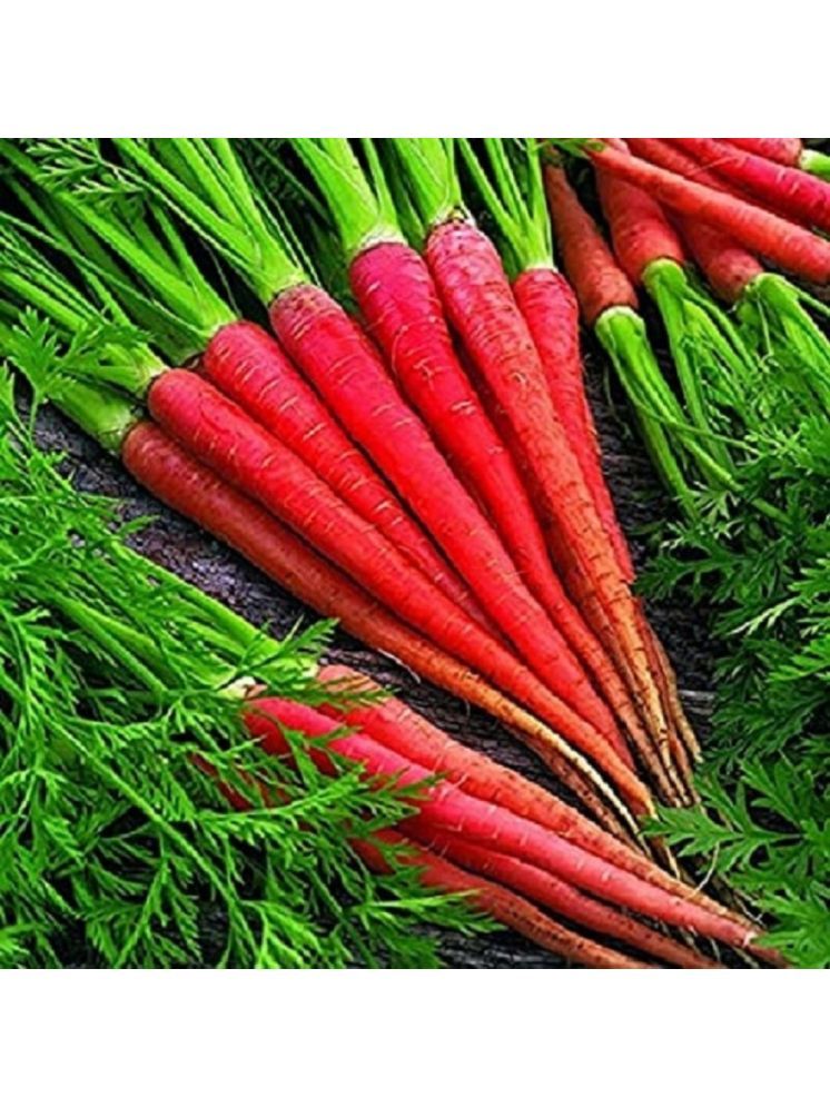     			Jignisha Seeds Organic Carrot Vegetable ( 50 Seeds )