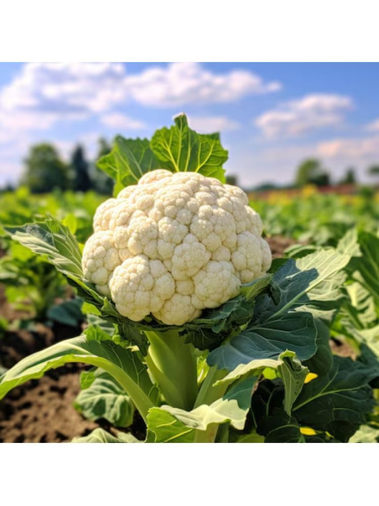     			Jignisha Seeds Organic Cauliflower Vegetable ( 100 Seeds )