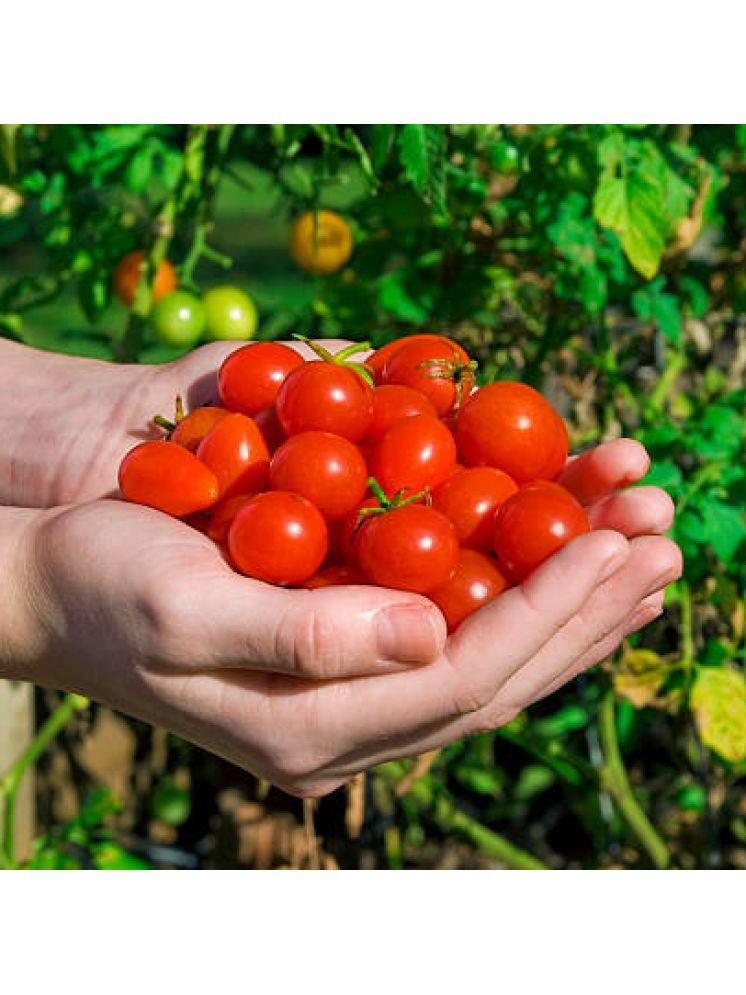     			Jignisha Seeds Organic Red Cherry Tomato Vegetable ( 50 Seeds )