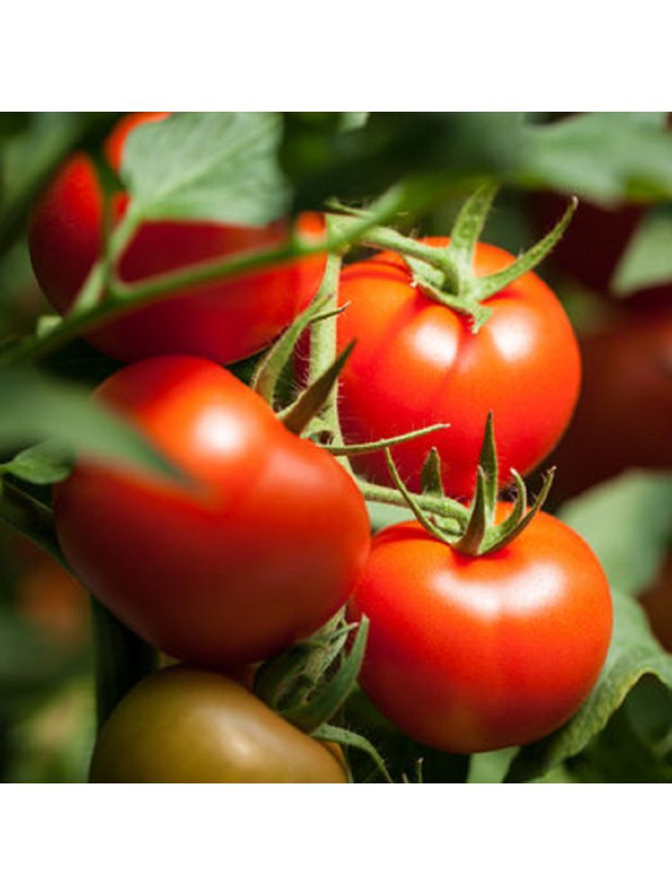     			Jignisha Seeds Organic Tomato Vegetable ( 100 Seeds )